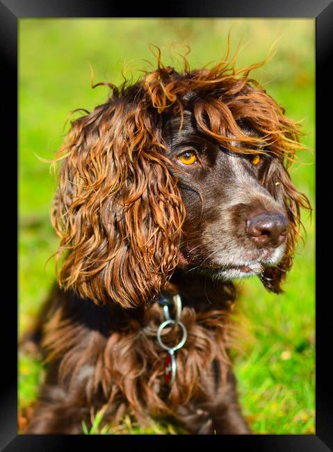 Concentration: Working Cocker Spaniel -South Downs Framed Print by Sebastien Greber