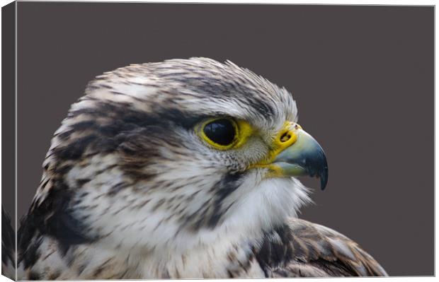 Saker falcon profile Canvas Print by Linda Cooke