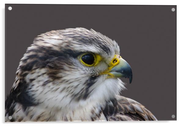 Saker falcon profile Acrylic by Linda Cooke