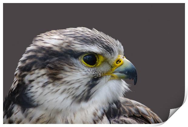 Saker falcon profile Print by Linda Cooke