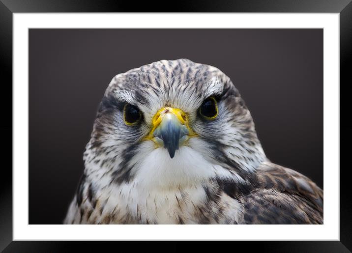Saker falcon Framed Mounted Print by Linda Cooke