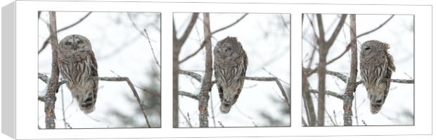Visiting Barred Owl Canvas Print by Roxane Bay
