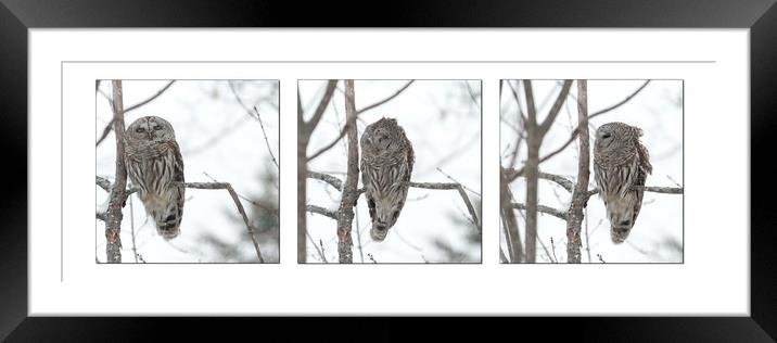 Visiting Barred Owl Framed Mounted Print by Roxane Bay