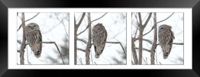 Visiting Barred Owl Framed Print by Roxane Bay