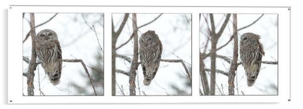 Visiting Barred Owl Acrylic by Roxane Bay