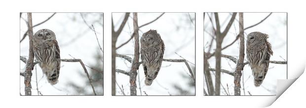 Visiting Barred Owl Print by Roxane Bay