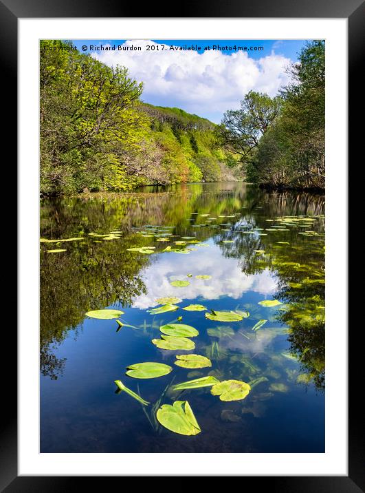 Lilly pads on the Loch Framed Mounted Print by Richard Burdon