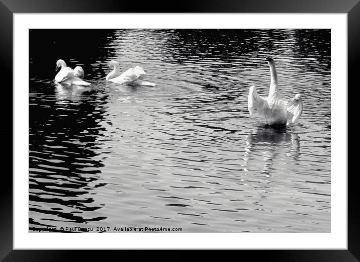 white swans on the lake Framed Mounted Print by Paul Boazu