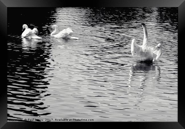 white swans on the lake Framed Print by Paul Boazu