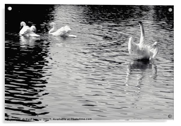 white swans on the lake Acrylic by Paul Boazu