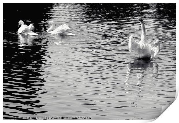 white swans on the lake Print by Paul Boazu