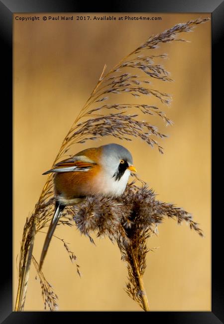 Bearded tit in the reeds Framed Print by Paul Ward