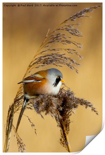 Bearded tit in the reeds Print by Paul Ward