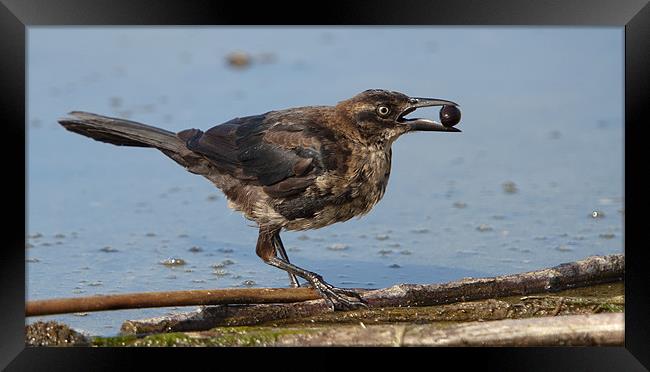 Rusty Blackbird (Euphagus carolinus) Framed Print by Eyal Nahmias