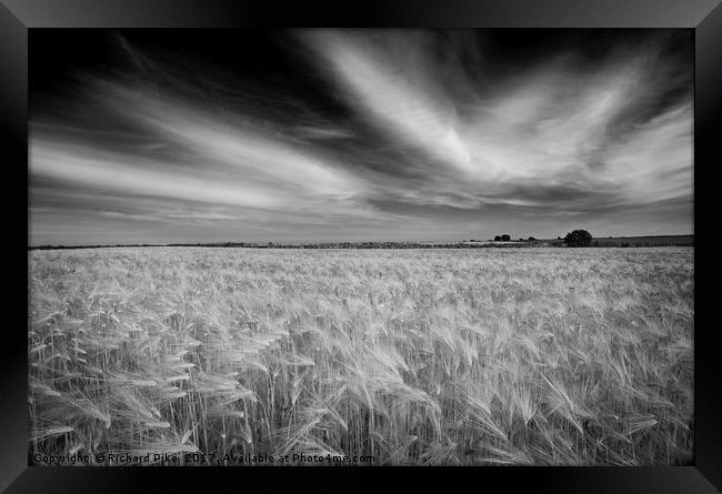 Corn field Framed Print by Richard Pike