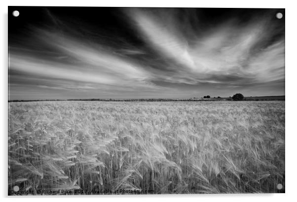 Corn field Acrylic by Richard Pike
