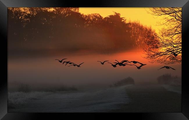 We Fly at Dawn Framed Print by Bett Atherton