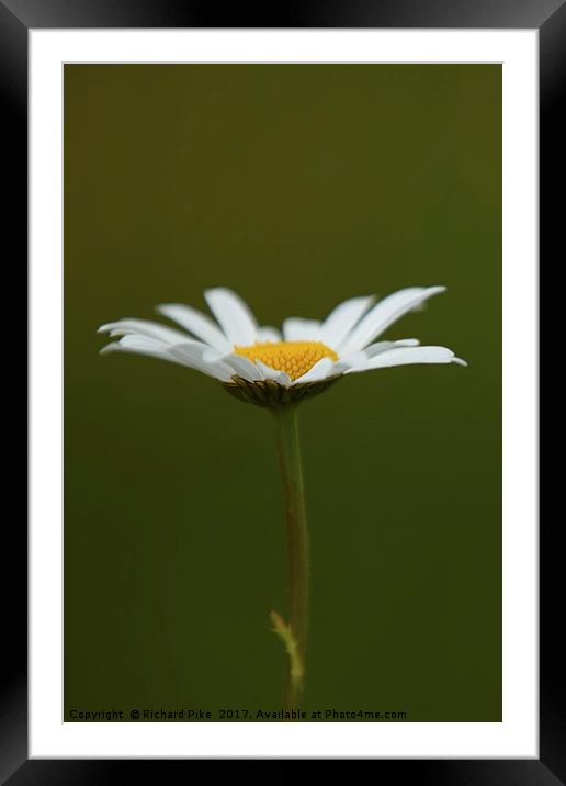 Daisy Framed Mounted Print by Richard Pike