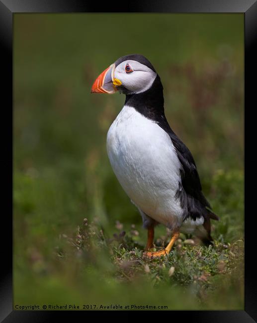 Portrait of a Puffin Framed Print by Richard Pike