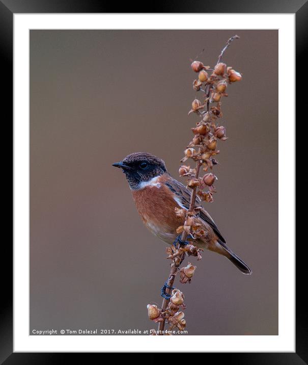 Highland Stonechat Framed Mounted Print by Tom Dolezal