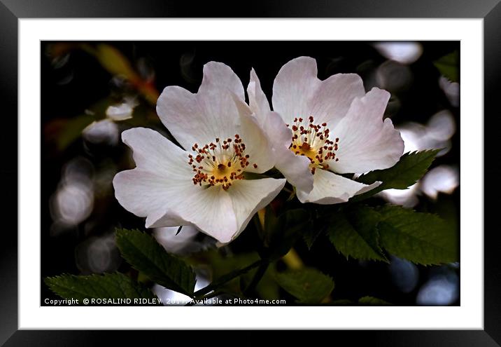 "DOG ROSE DUO" Framed Mounted Print by ROS RIDLEY