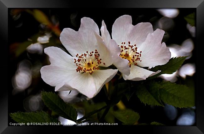 "DOG ROSE DUO" Framed Print by ROS RIDLEY