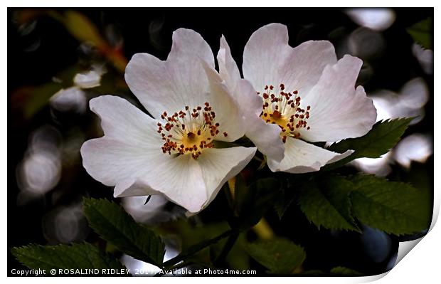 "DOG ROSE DUO" Print by ROS RIDLEY