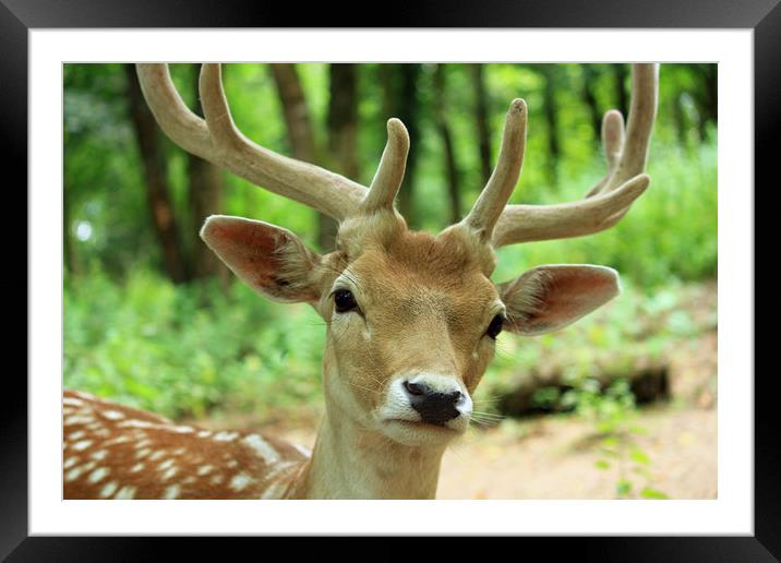 Young Stag Framed Mounted Print by Dave Bell