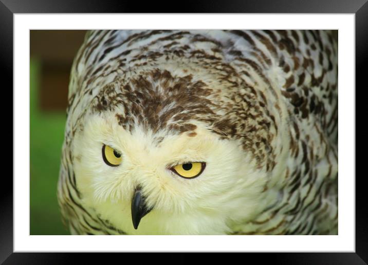 Snowy Owl Framed Mounted Print by Dave Bell