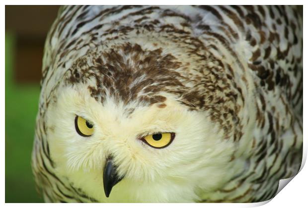 Snowy Owl Print by Dave Bell