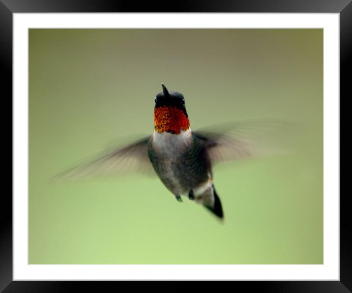Ruby Throated Hummingbird stare down Framed Mounted Print by Roxane Bay