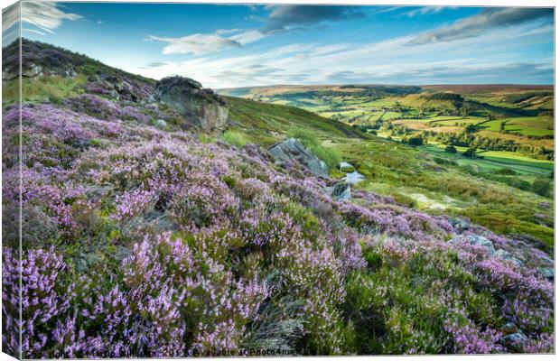 Heather on the North York Moors, Rosedale Abbey Canvas Print by Martin Williams