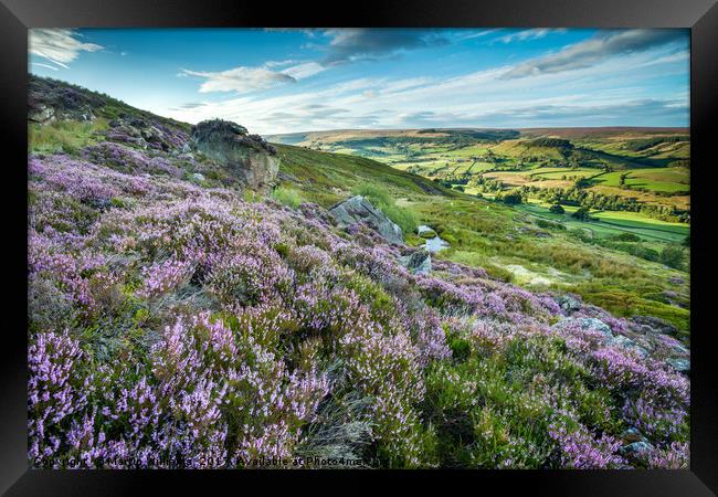 Heather on the North York Moors, Rosedale Abbey Framed Print by Martin Williams