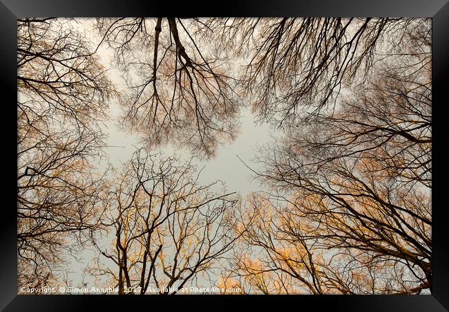 Bare Tree Canopy Framed Print by Simon Annable