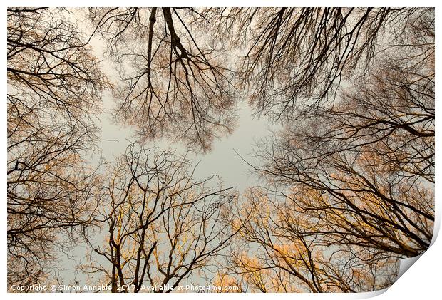 Bare Tree Canopy Print by Simon Annable