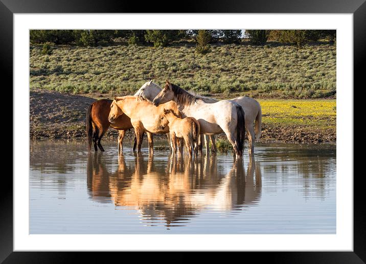 Reflection of a Mustang Family Framed Mounted Print by Belinda Greb