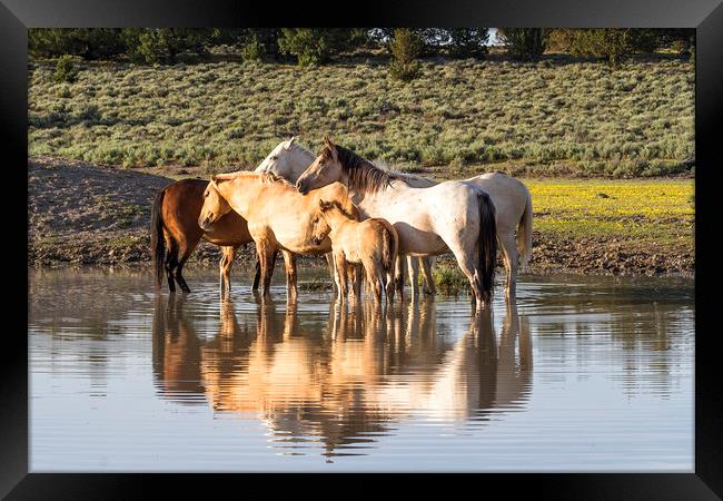 Reflection of a Mustang Family Framed Print by Belinda Greb