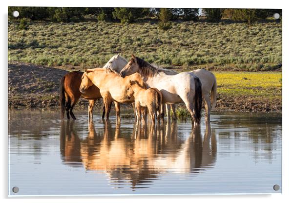 Reflection of a Mustang Family Acrylic by Belinda Greb