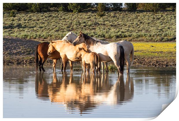 Reflection of a Mustang Family Print by Belinda Greb