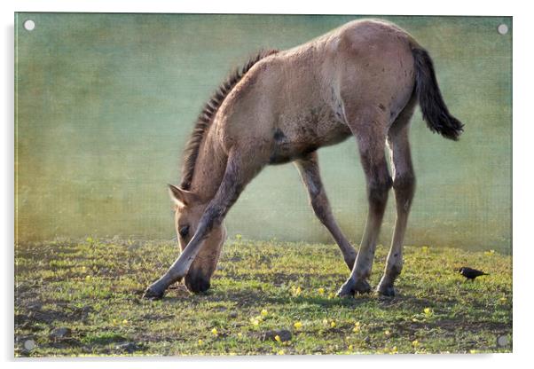 Bella's Filly and a Friend Acrylic by Belinda Greb