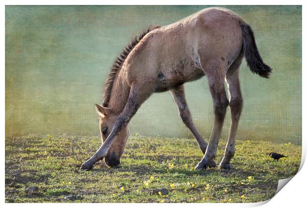 Bella's Filly and a Friend Print by Belinda Greb