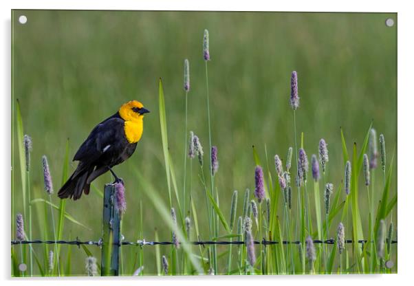 Yellow-Headed Blackbird, No. 1 Acrylic by Belinda Greb