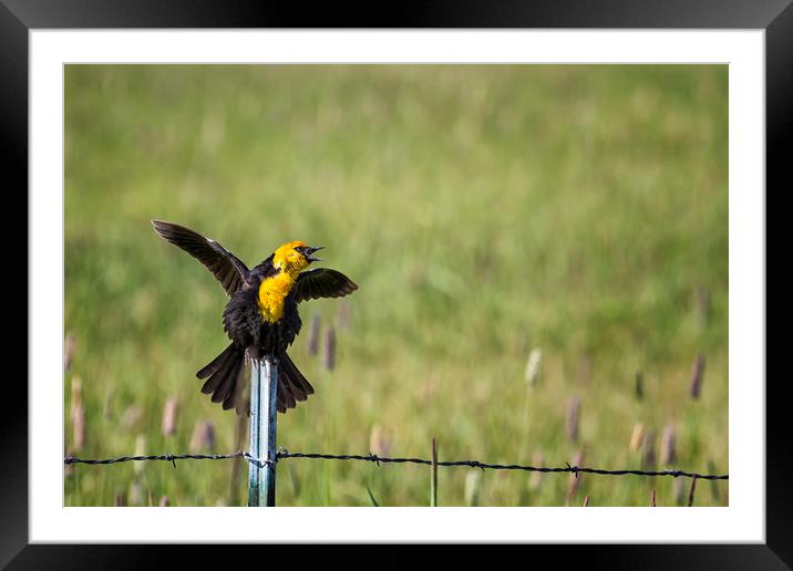 Not Only Sings, But Dances Framed Mounted Print by Belinda Greb