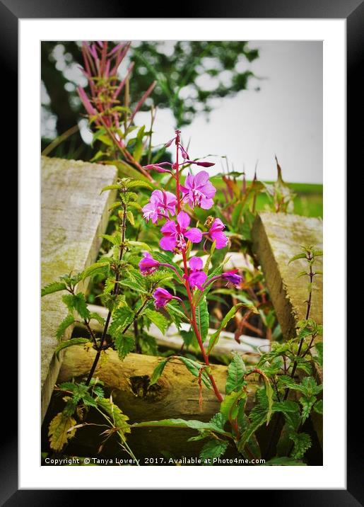 Wild flowers on wood Framed Mounted Print by Tanya Lowery