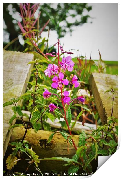 Wild flowers on wood Print by Tanya Lowery