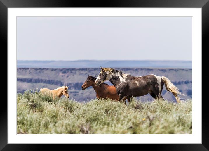 South Steens Stallion with Mare and Foal Framed Mounted Print by Belinda Greb