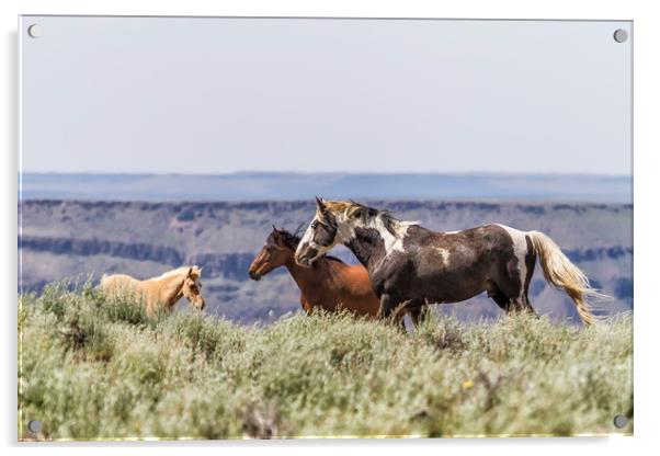South Steens Stallion with Mare and Foal Acrylic by Belinda Greb