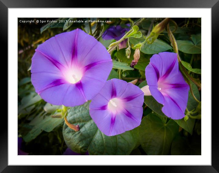 Petunia Framed Mounted Print by Igor Krylov