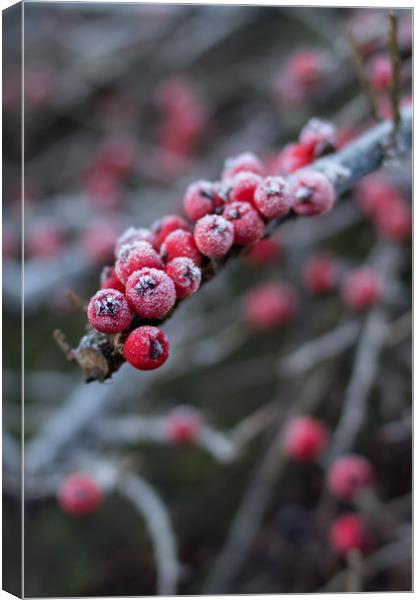 Red berries with frost Canvas Print by Carl Pepper
