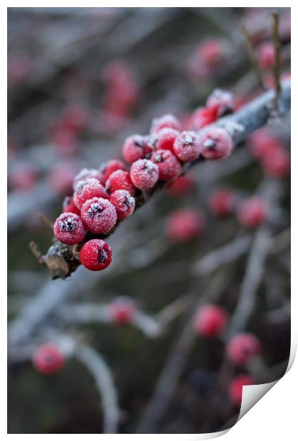 Red berries with frost Print by Carl Pepper